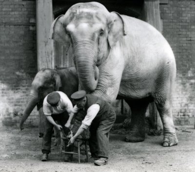 Erwachsene weibliche Indische Elefantin Assam Lukhi, die mit dem Wärter Charles Eyles ihre Füße im London Zoo, September 1923, getrimmt bekommt von Frederick William Bond